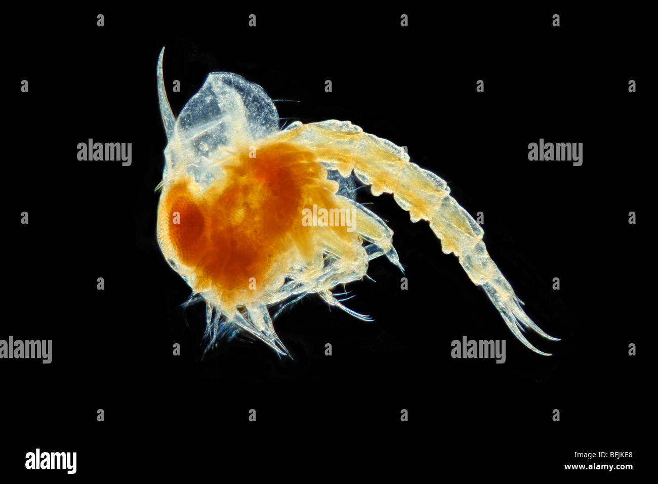Photomicrograph of larvae of spider crab, Zoea, darkfield illumination Stock Photo