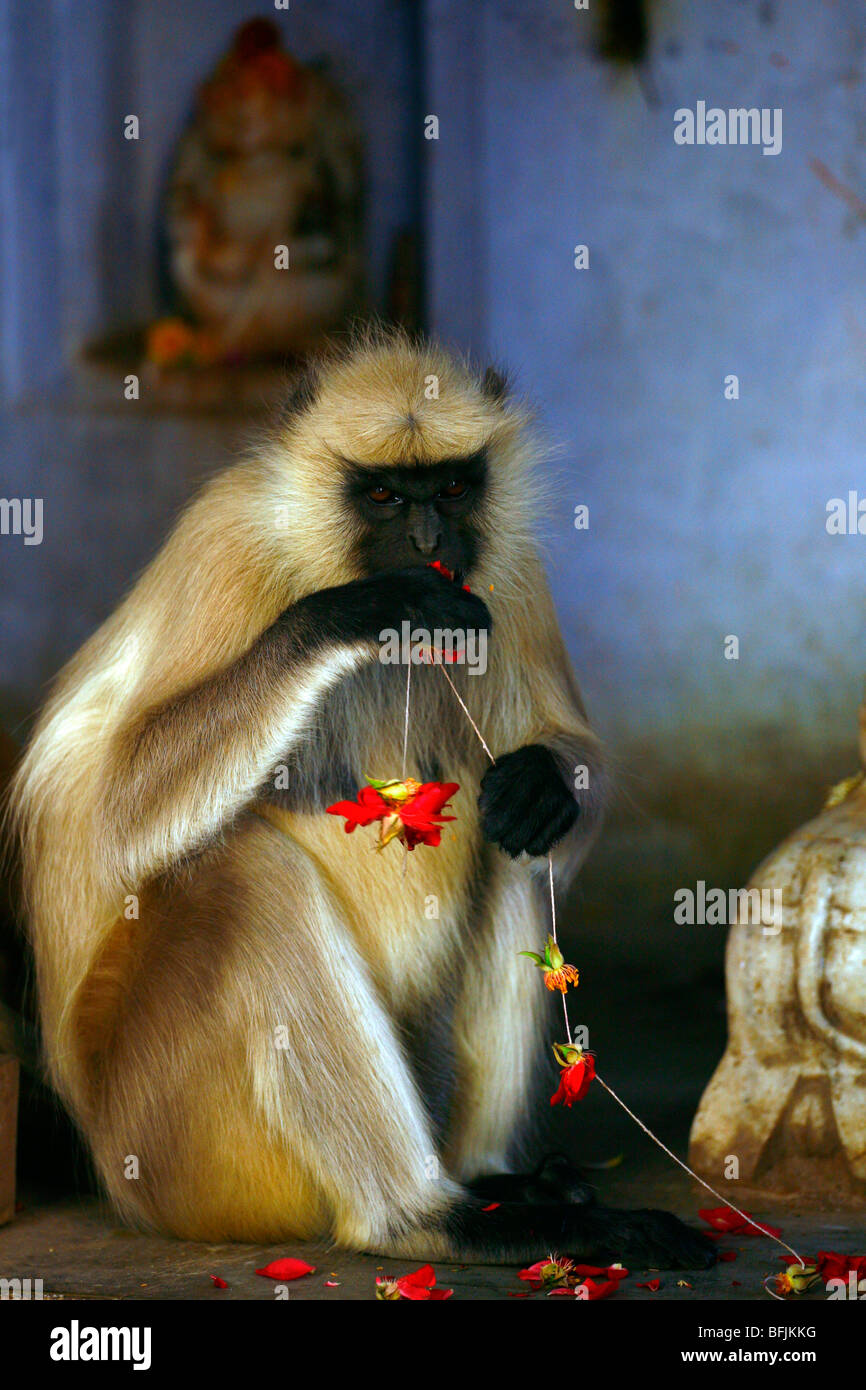 monkey eating flowers Stock Photo Alamy