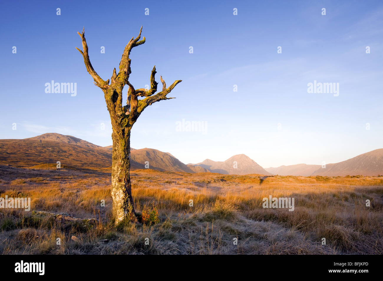 Dead tree on Rannoch Moor, Scotland. Stock Photo
