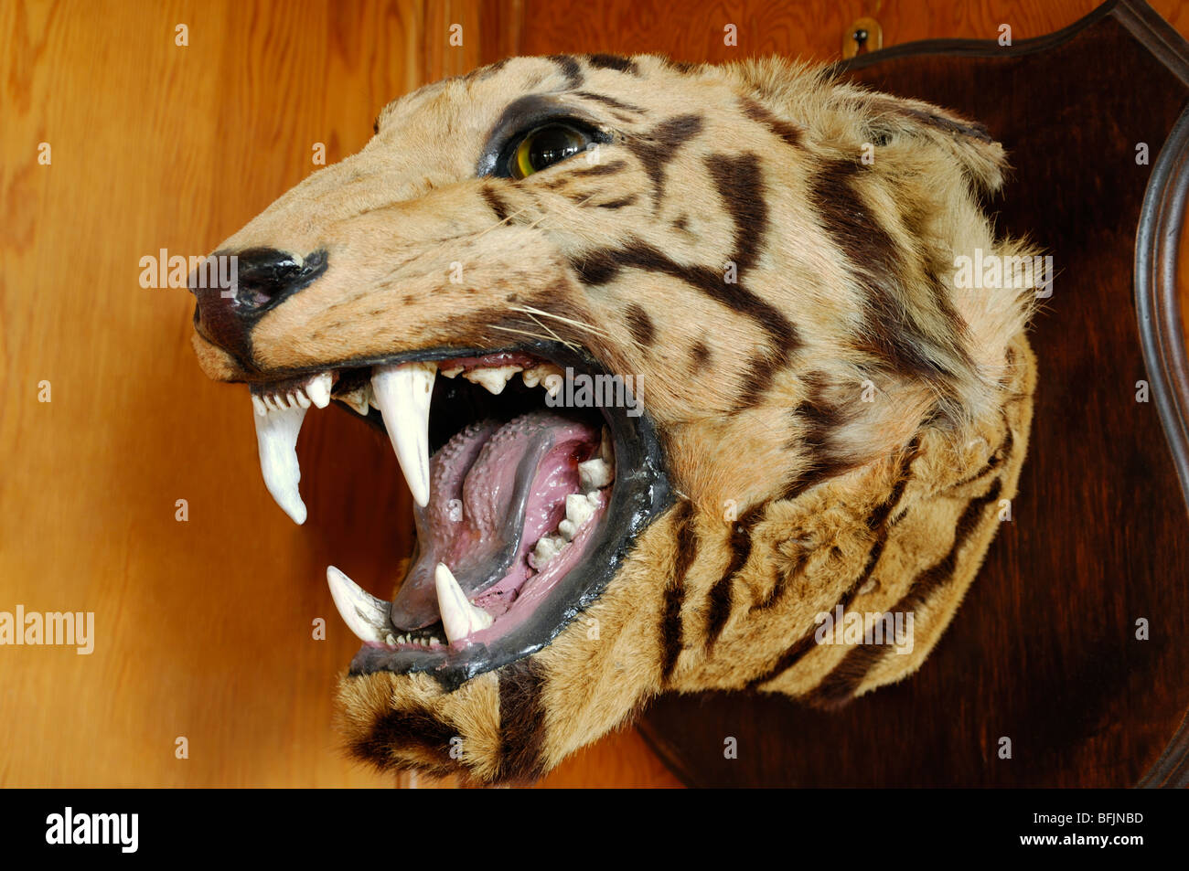 Stuffed tiger's head baring sharp teeth Stock Photo