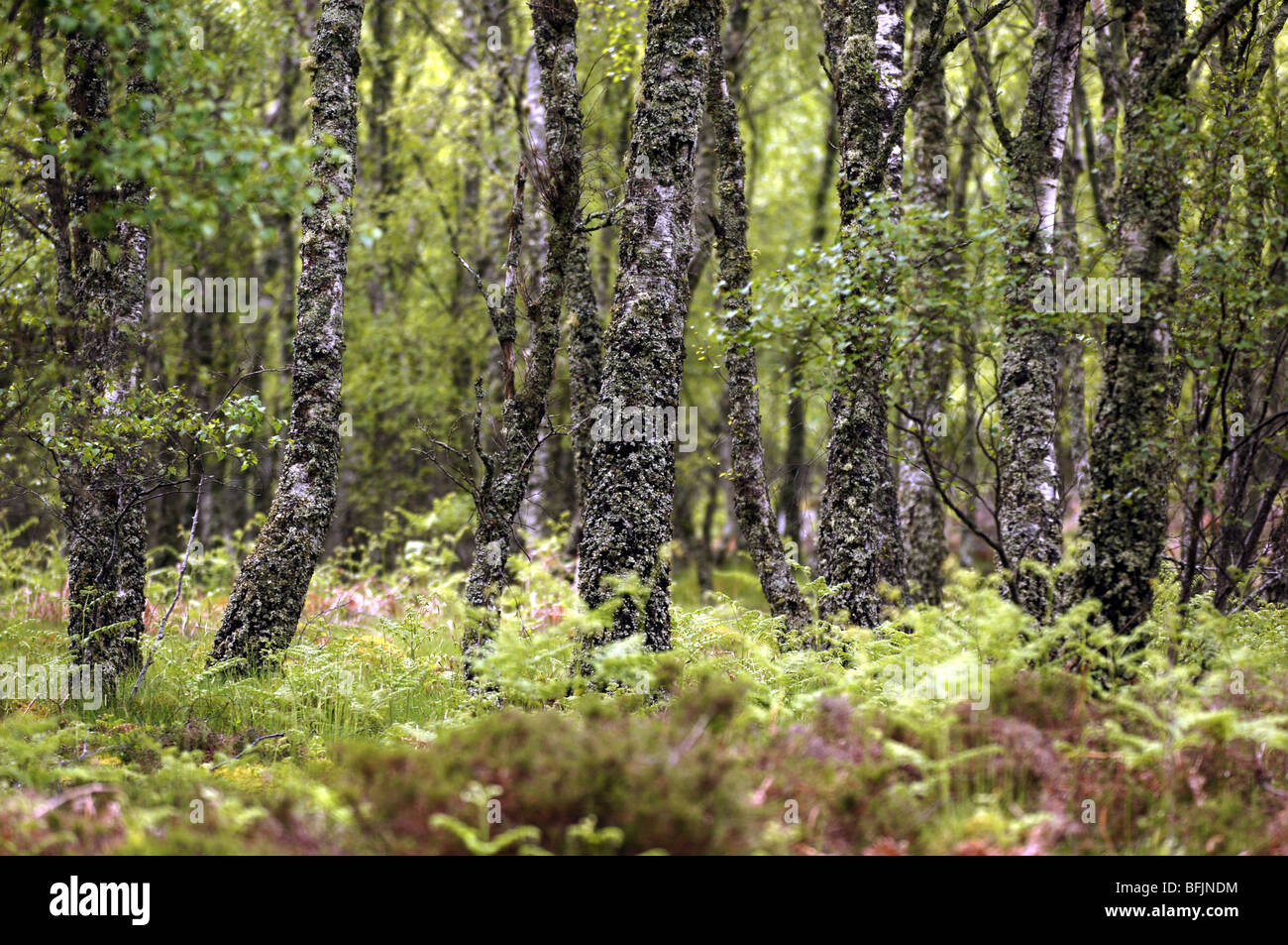A  group of trees covered in moss and bark in woodland. Stock Photo