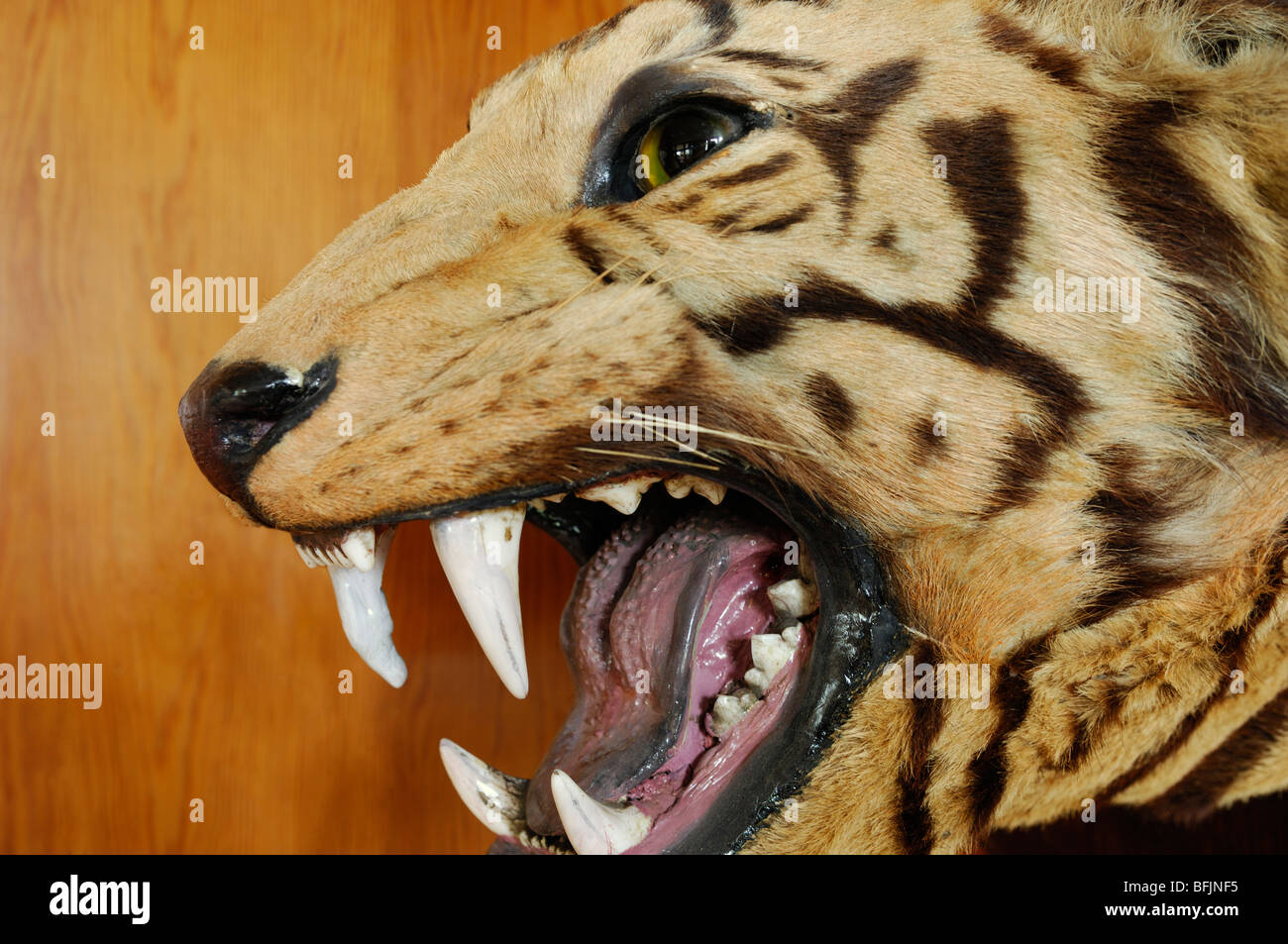 Stuffed tiger's head baring sharp teeth close up Stock Photo