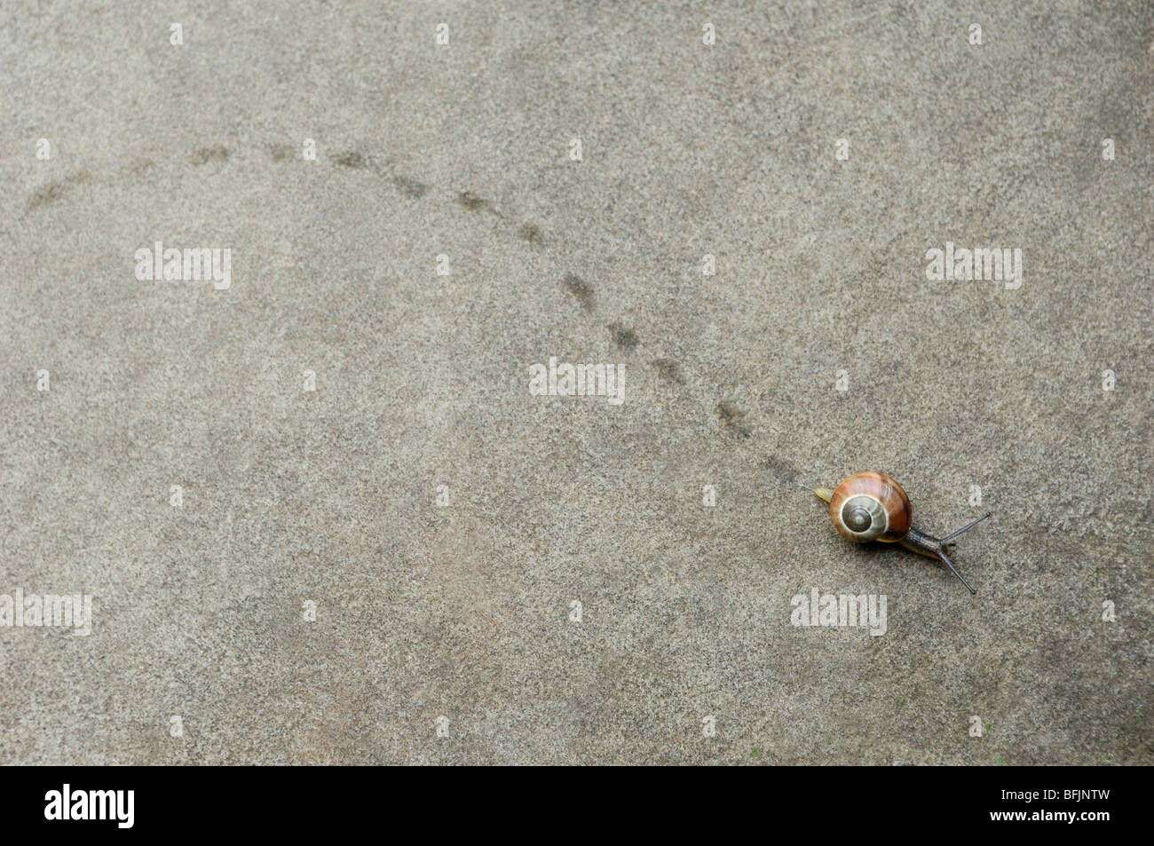 Snail with trail on stone Stock Photo Alamy