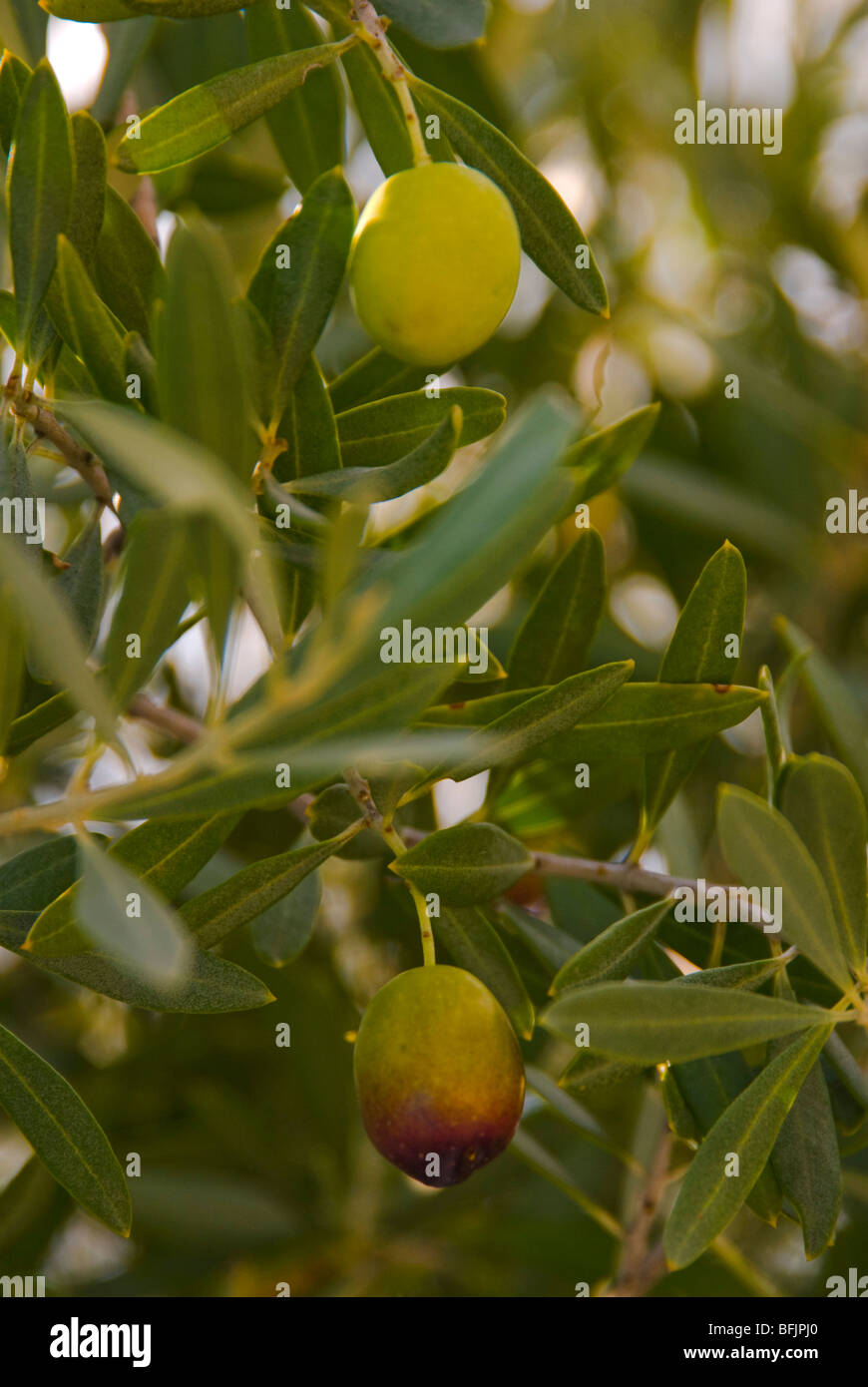 Close up of Olive tree in Southern France Mediterranean Stock Photo Alamy