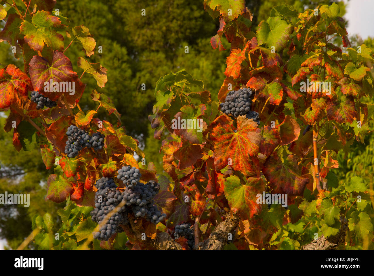 Ripe grapes on a Grape vine of the Bandol region Southern France Stock Photo