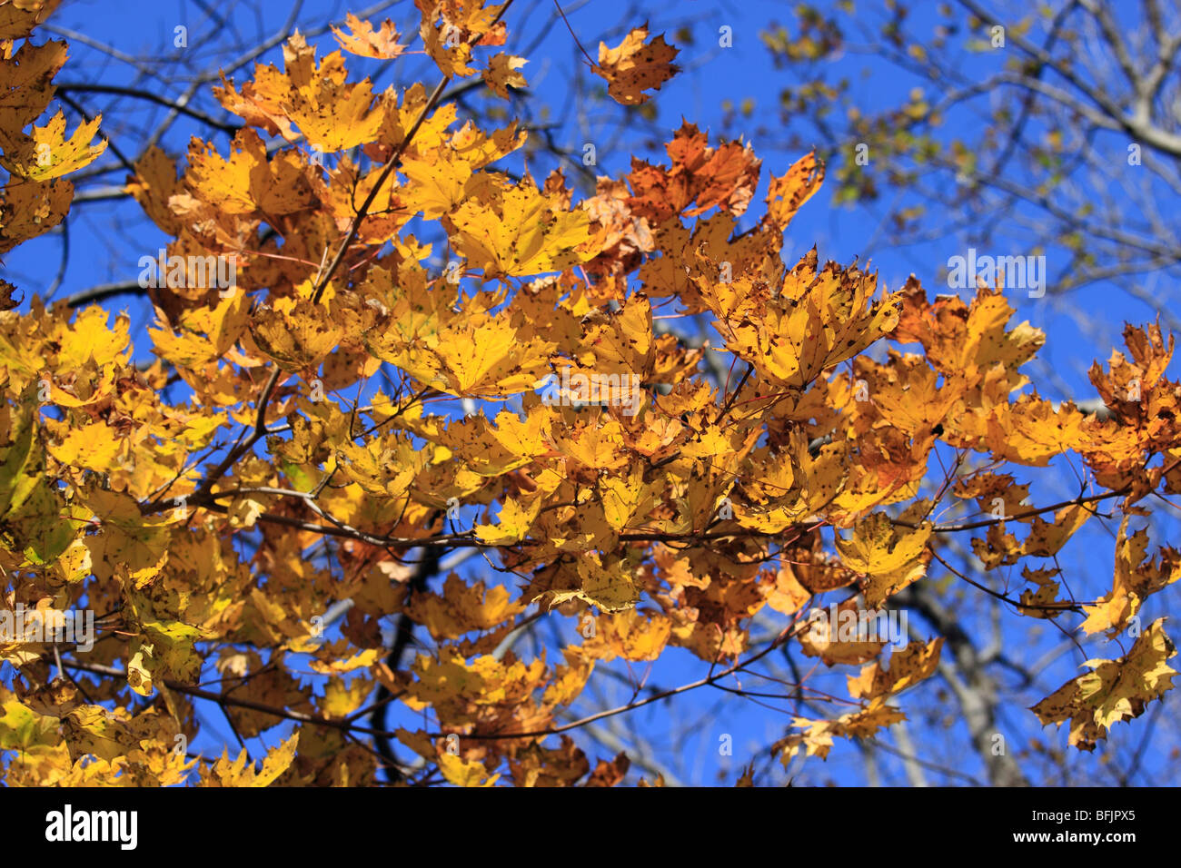 Autumn splendor hi-res stock photography and images - Alamy