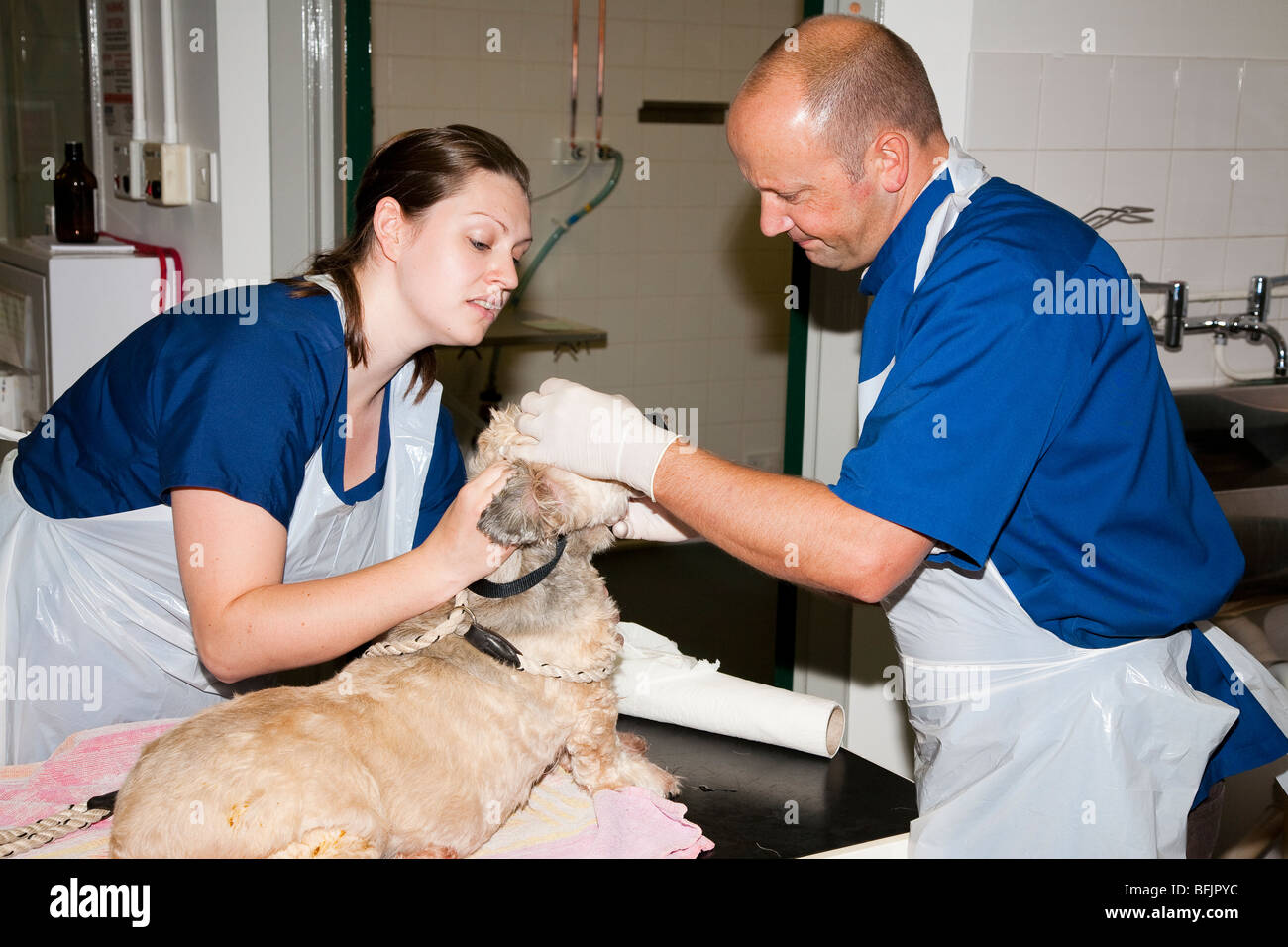 Veterinary Surgeons examine a Dog Stock Photo