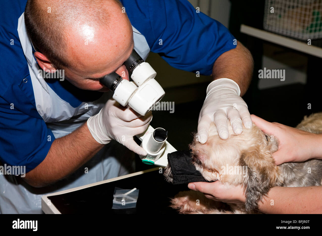Veterinary Ophthalmologist Using a Slit Lamp Stock Photo