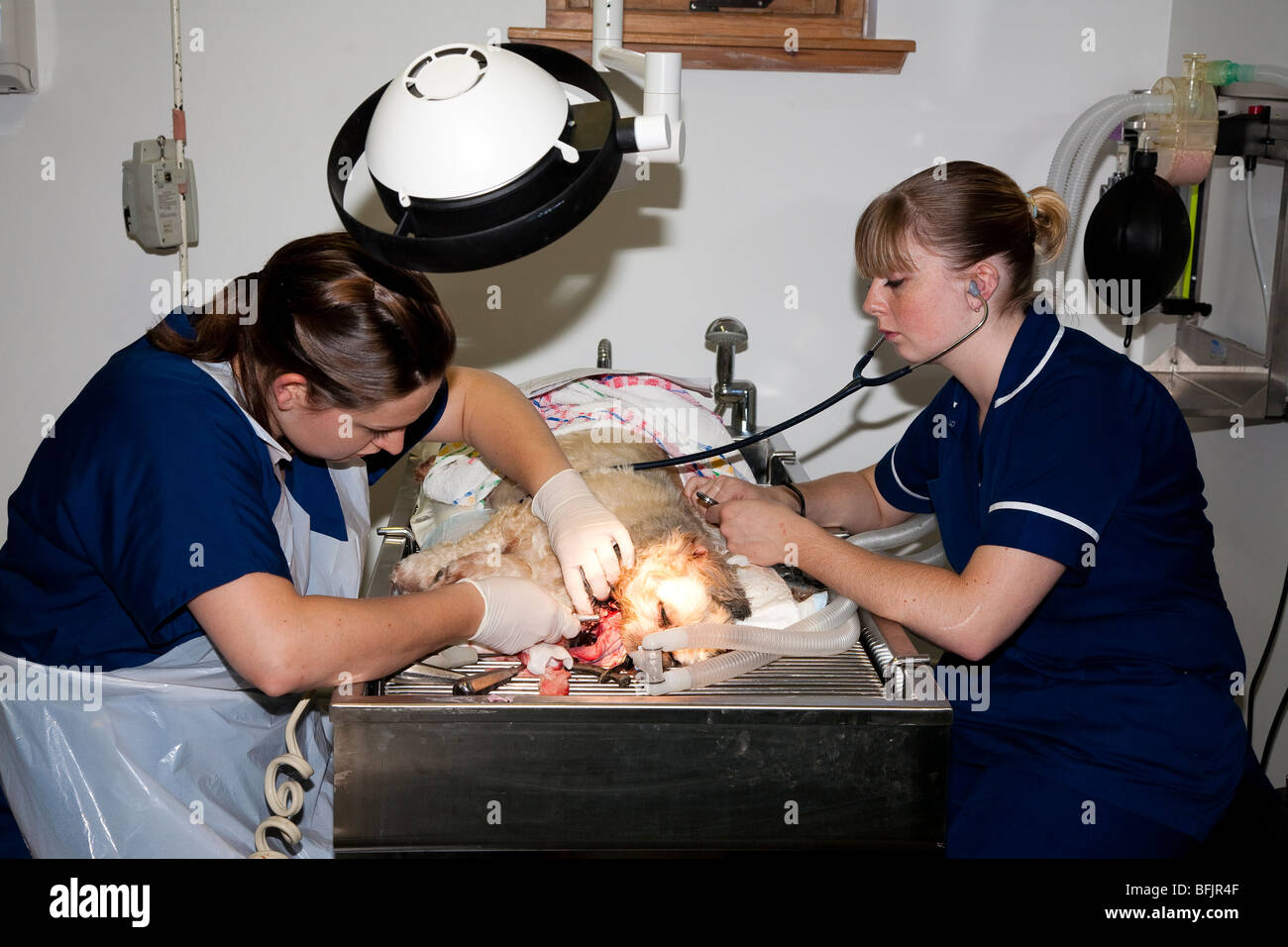 Veterinary Surgeon Performing a Dental Procedure on a Dog Stock Photo