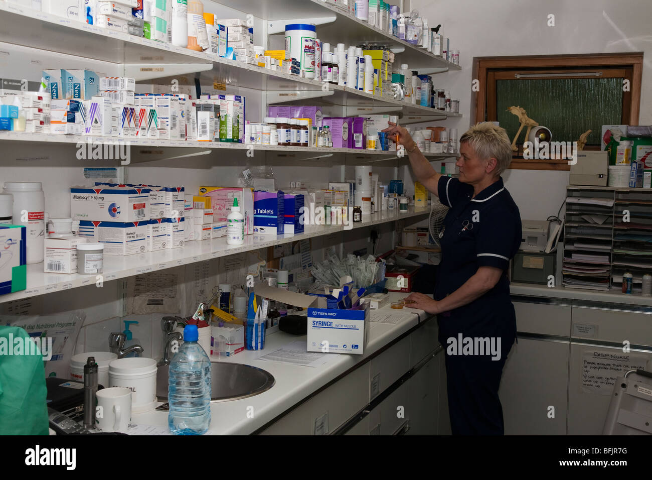 Nurse in the Dispensary of a Veterinary Practice Stock Photo