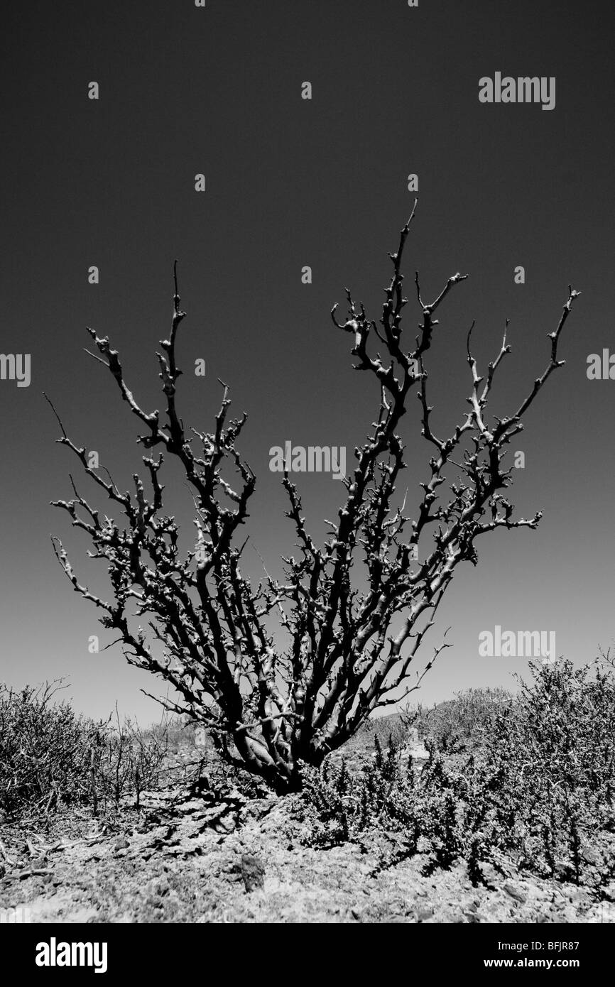Baja plant hi-res stock photography and images - Alamy