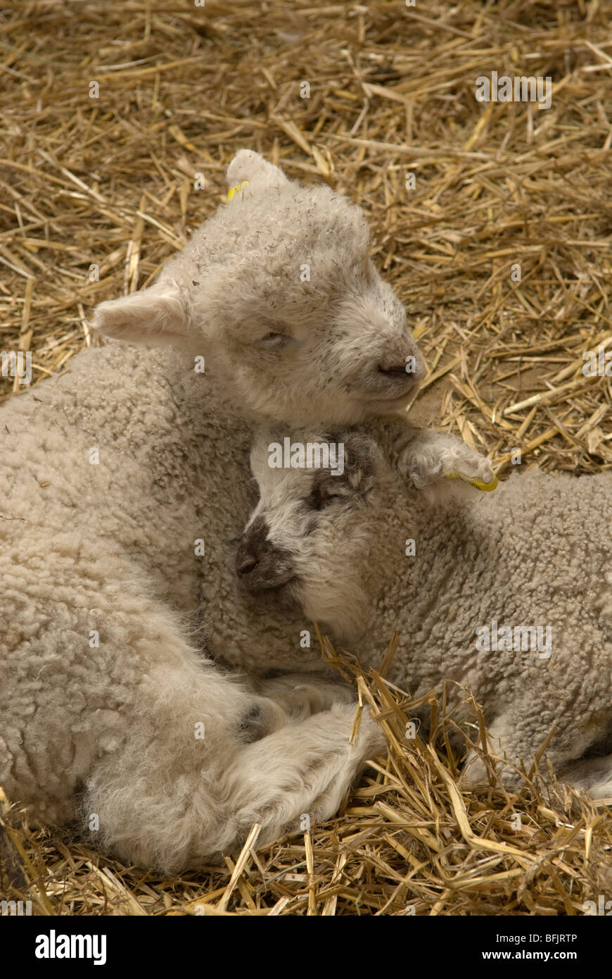 Twin lambs asleep in straw. Sussex, UK. March. Stock Photo