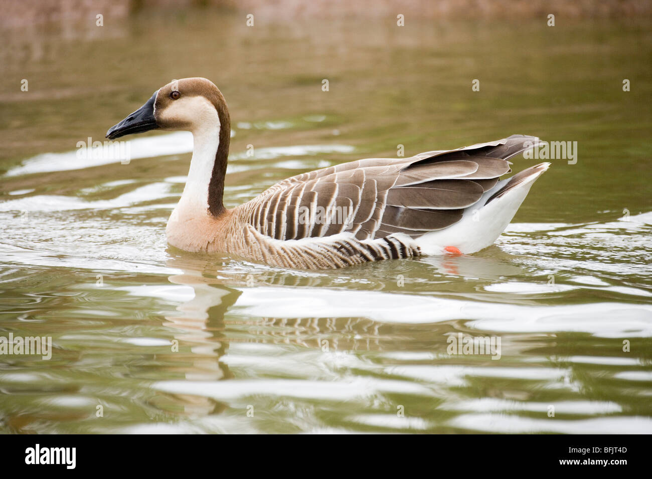Swan Goose (Anser cygnoides). Wild ancestor of domesticated Chinese and 'African' Goose. Swim. Swimming. Stock Photo