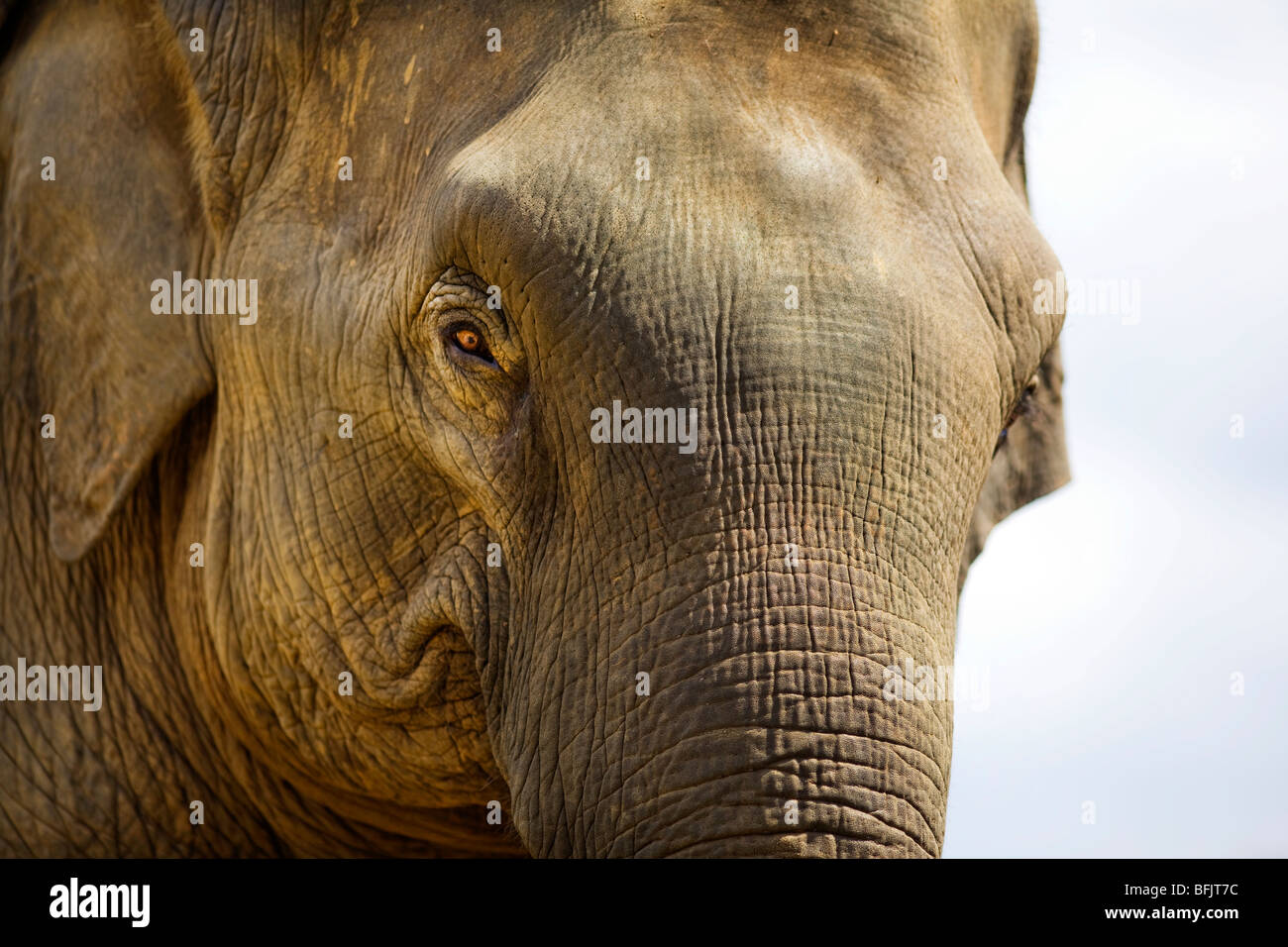 Indian elephant in Sri Lanka. Stock Photo