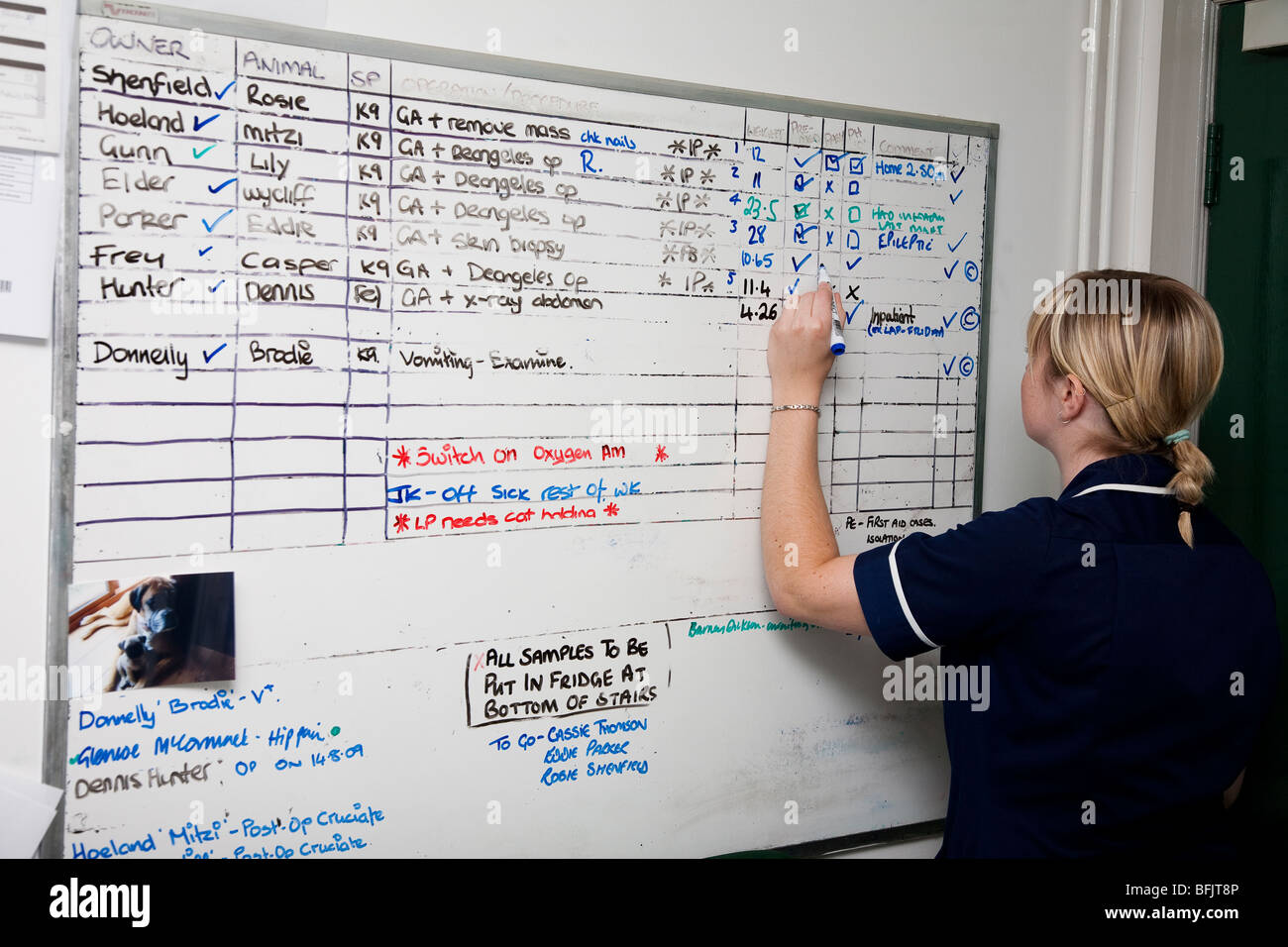 Veterinary Nurse Updates the Operations Board in a Veterinary Practice Stock Photo