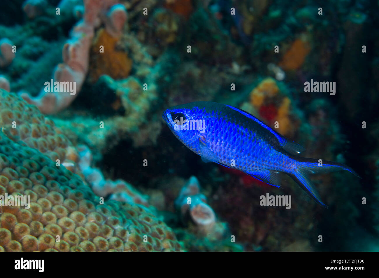 Blue chromis on coral reef at Bonaire Island Stock Photo
