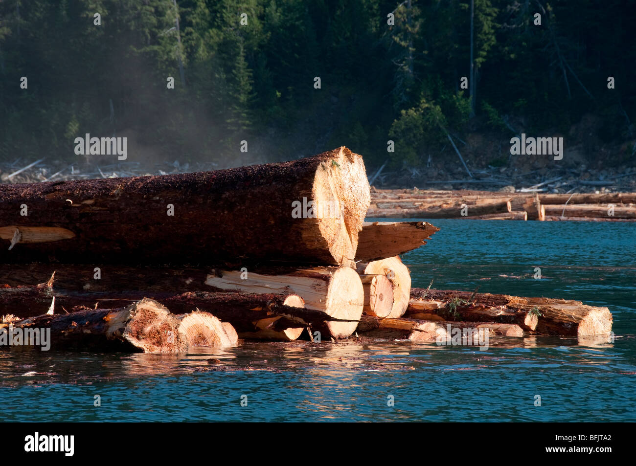 Logs floating in water Stock Photo Alamy