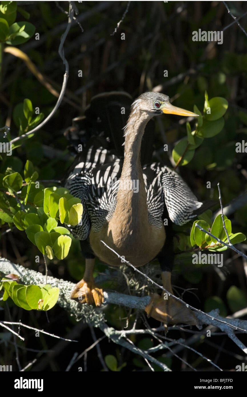 An Anhinga (Anhinga anhinga) on the Anhinga Trail, Royal Palm, Everglades National Park, Florida Stock Photo