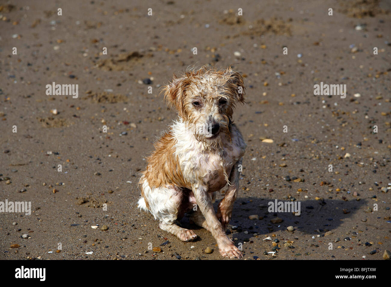 Scruffy wet dog, Long haired Jack Russell, UK Stock Photo