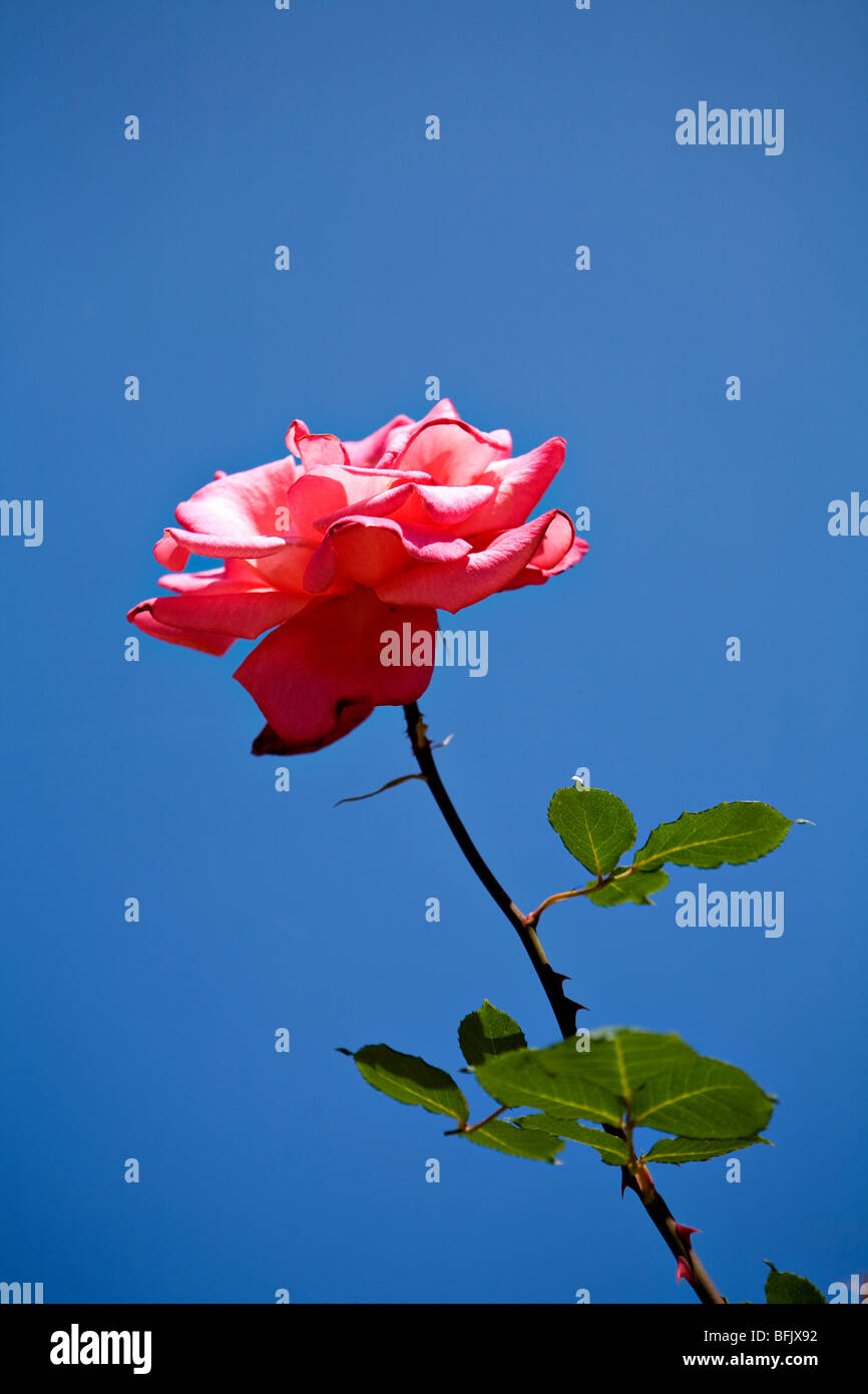 Red coloured rose hi-res stock photography and images - Alamy