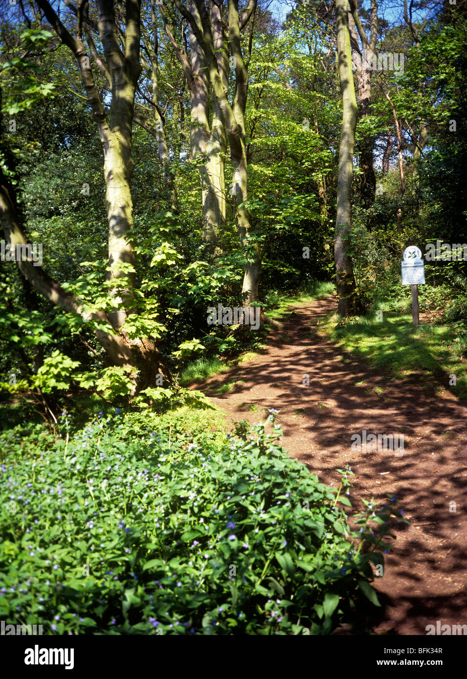 UK, England, Wirral, Burton, path through National Trust woodland Stock