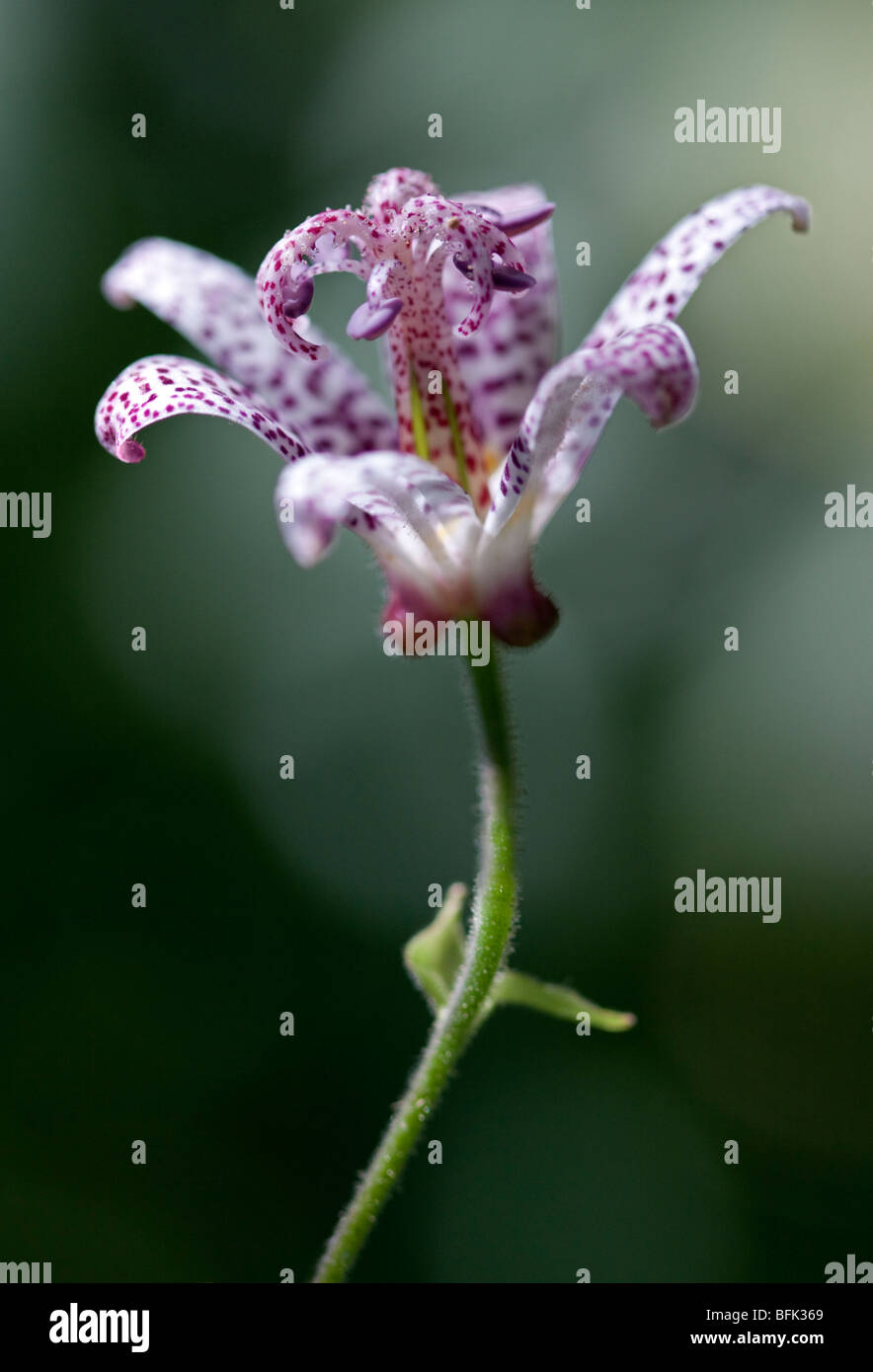 Toad Lily (tricyrtis) Stock Photo