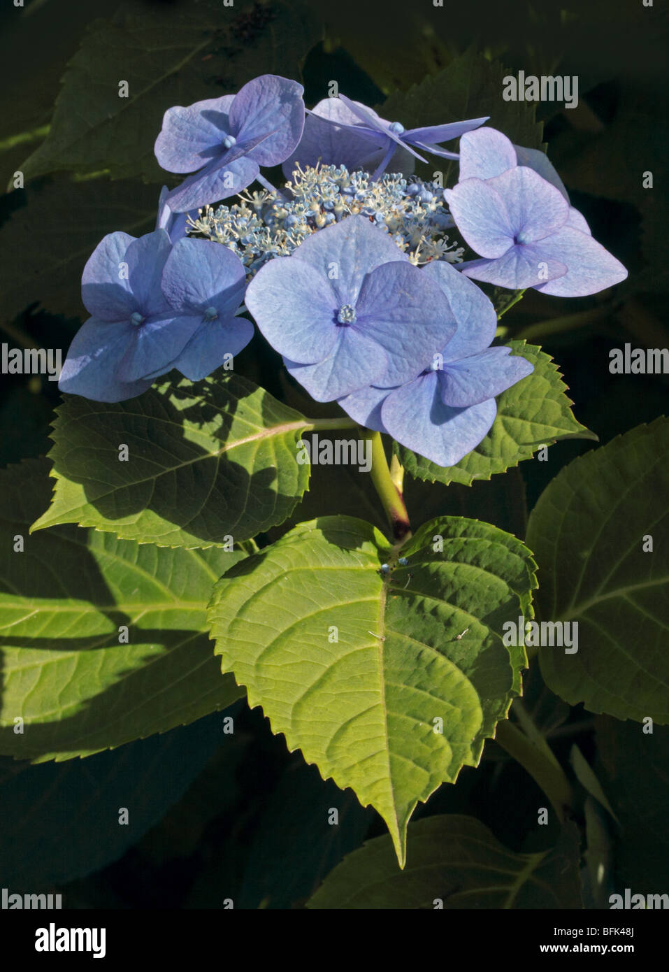 Hydrangea macrophylla hydrangeas hi-res stock photography and images ...