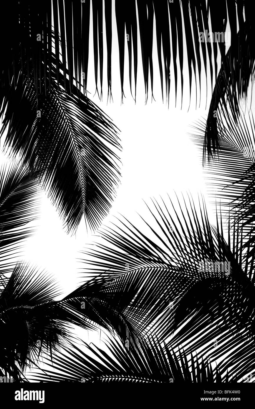 Black clear all filters page 1 of 28 palm leaf frame stock image