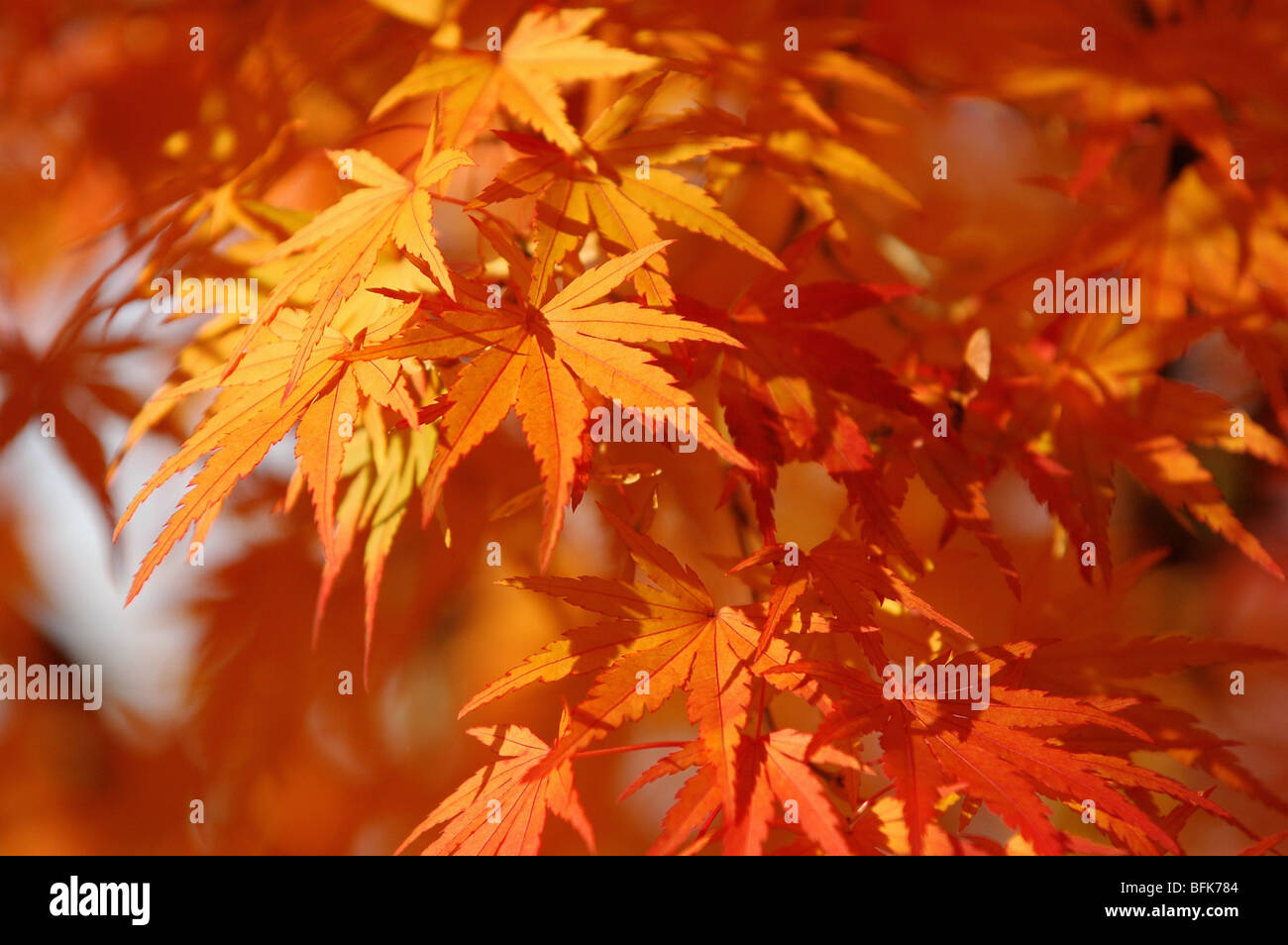 Japanese maple tree in autumn Stock Photo - Alamy