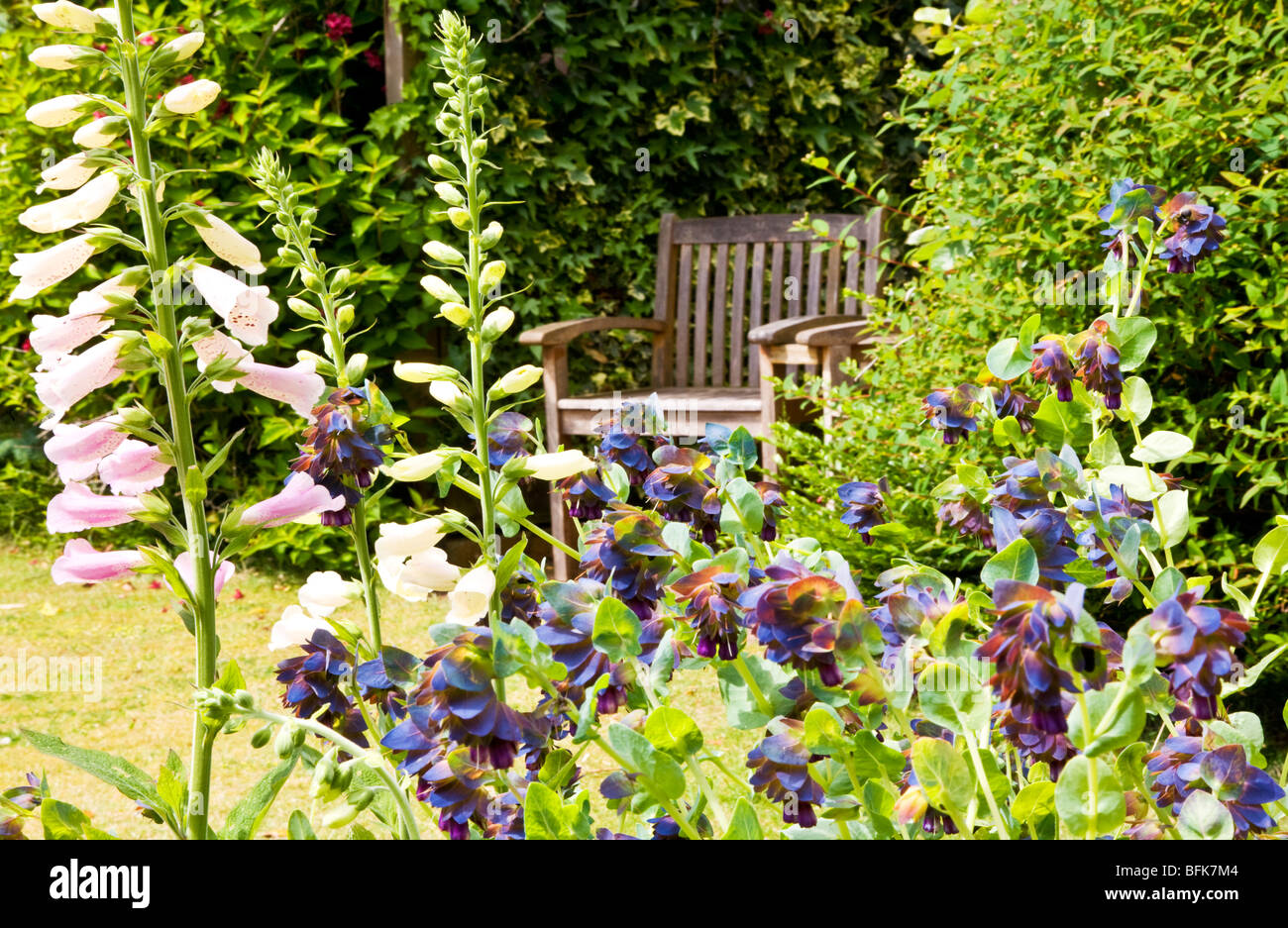 Foxgloves and Cerinthe Major Purpurascens or Honeywort in a small English garden with wooden seat in the background Stock Photo
