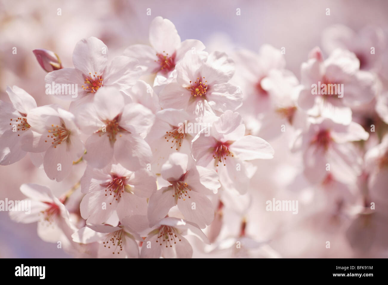 Somei yoshino cherry blossoms hi-res stock photography and images - Alamy