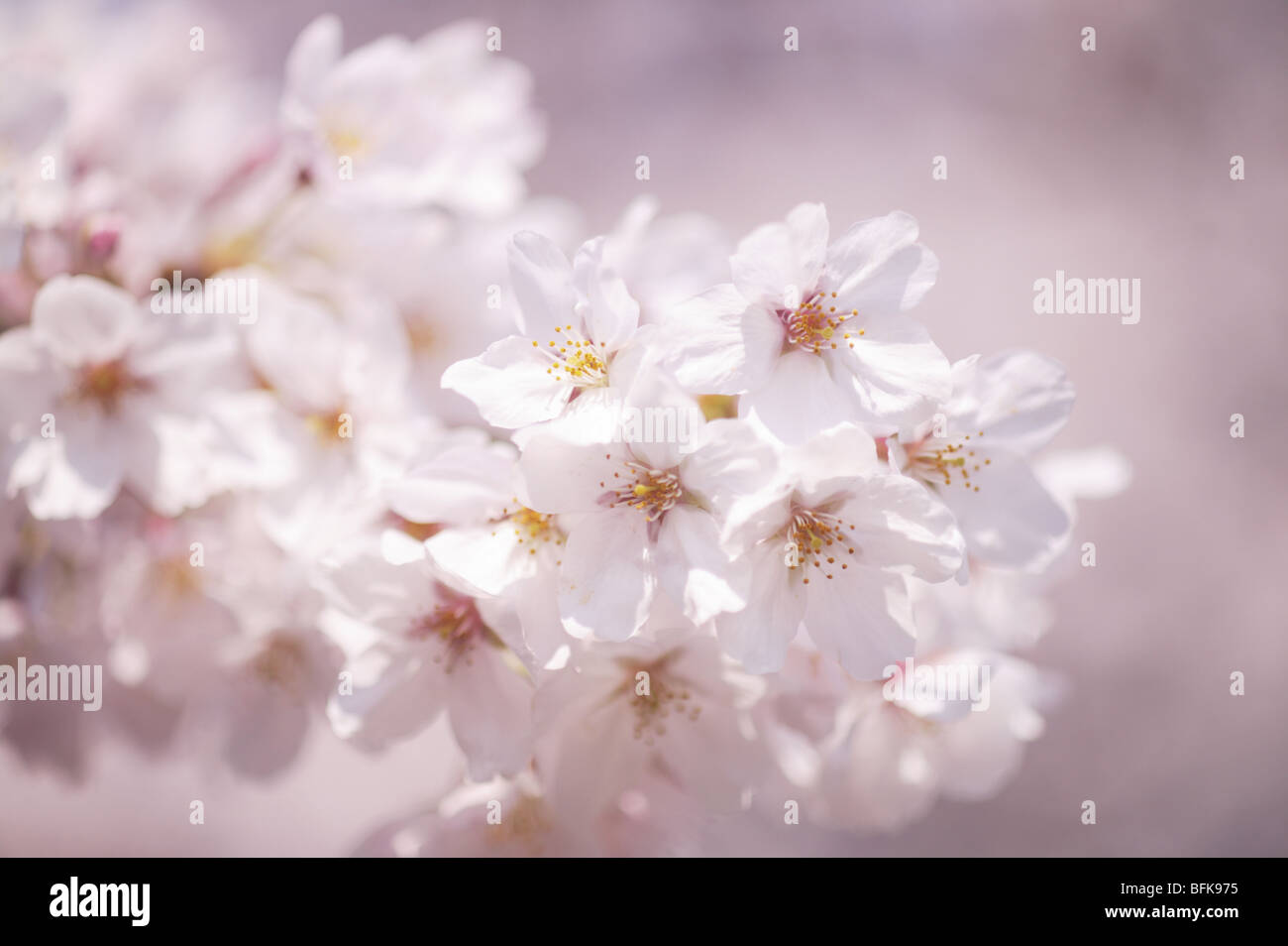 Pink cherry blossom close hi-res stock photography and images - Alamy