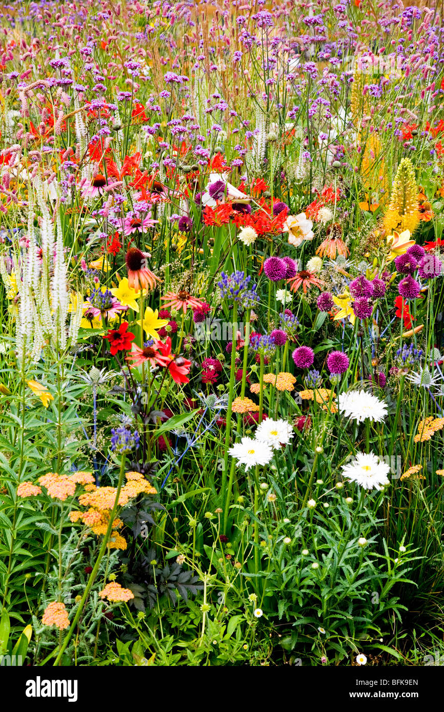 A riot of colourful meadow flowers Stock Photo