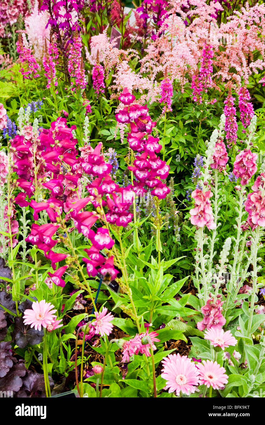 Gerbera 'Everlast Pink', Penstemon 'Pensham Plum Jerkum' and Astilbe 'Walter Bitner' in mixed flower border of harmonious colour Stock Photo