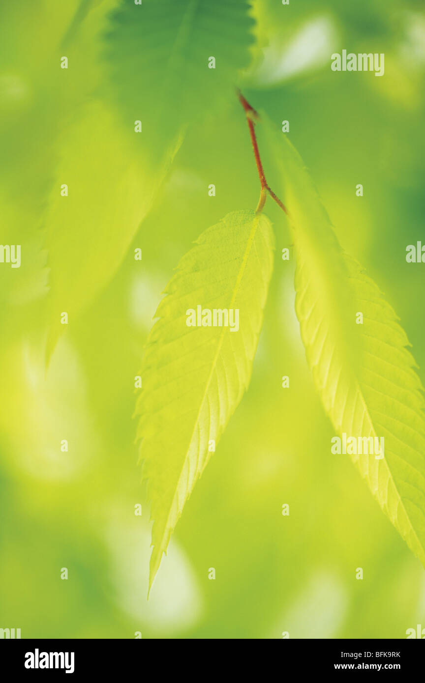 Three leaves in green hi-res stock photography and images - Alamy