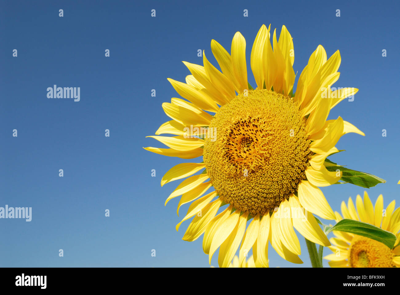 Close up two sunflowers hi-res stock photography and images - Alamy
