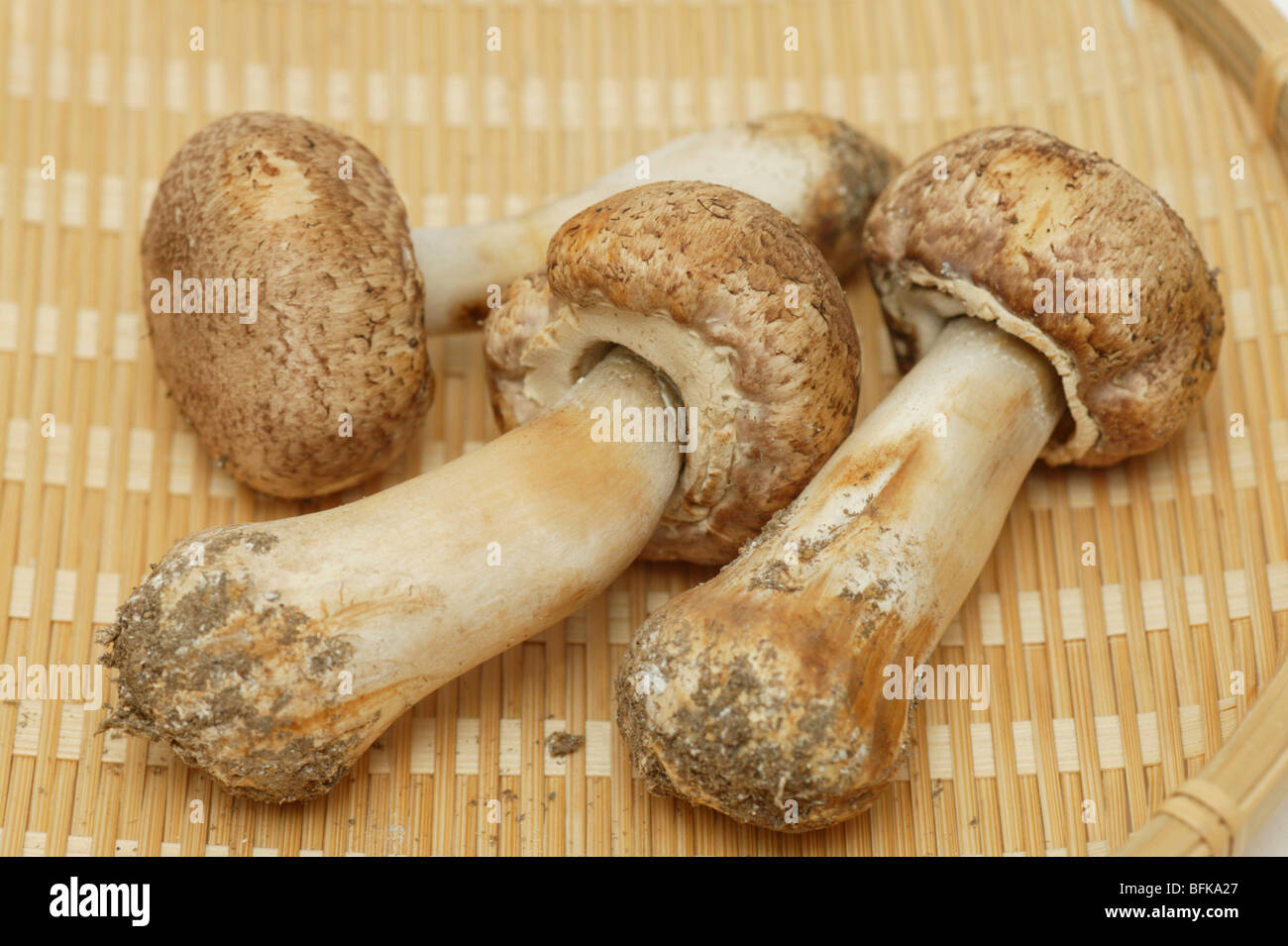 Agarics mushrooms Stock Photo