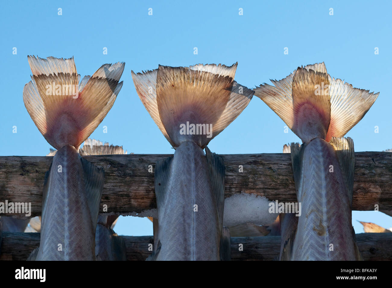 Fish tails. Cod hanging to dry on a fish rack in Lofoten, North Norway Stock Photo