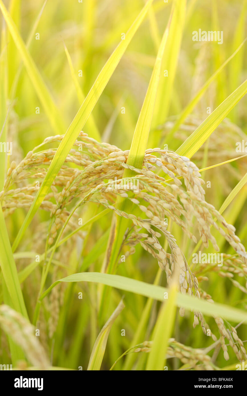 Rice crop hi-res stock photography and images - Alamy
