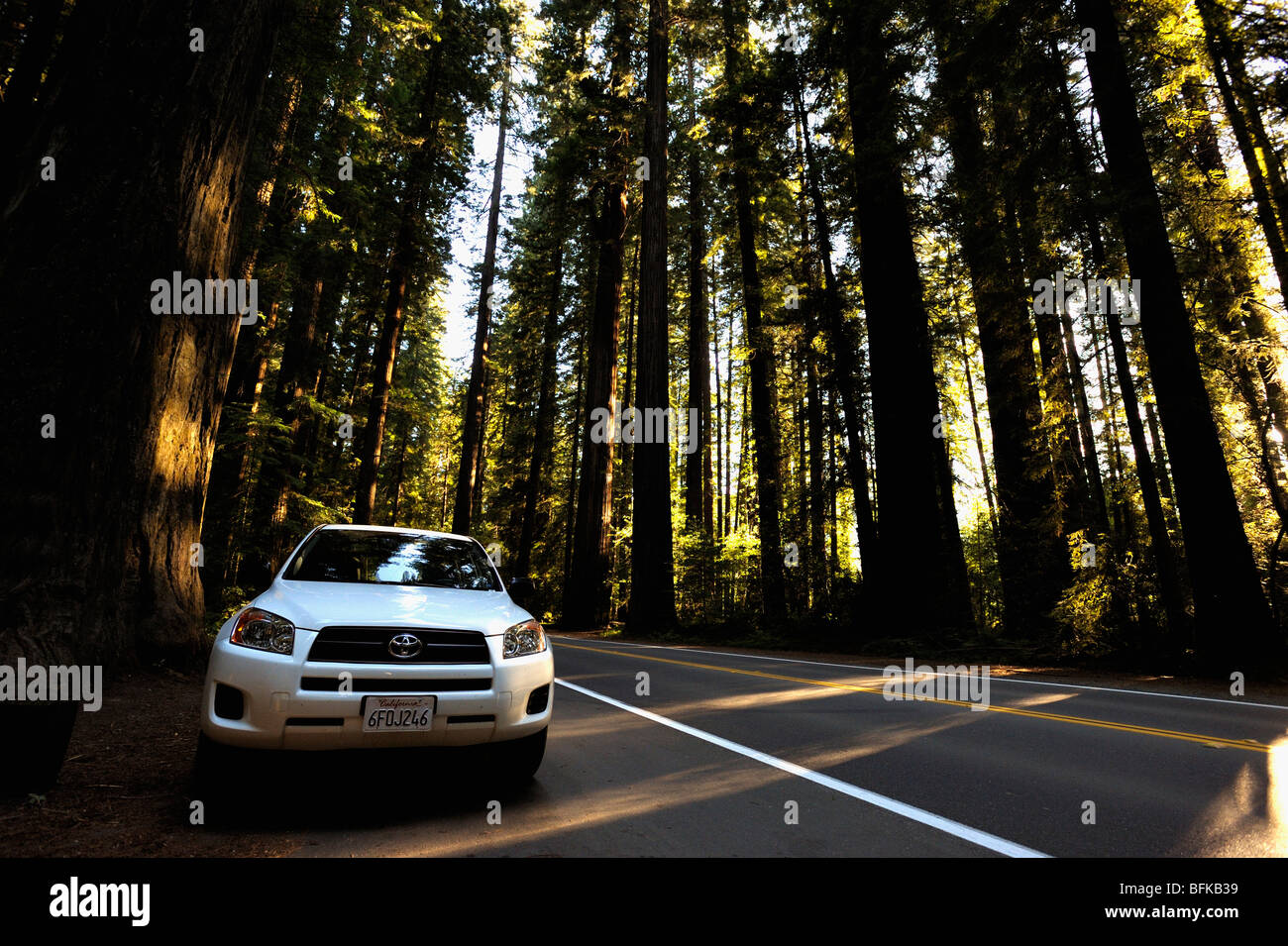Giant redwood car hires stock photography and images Alamy