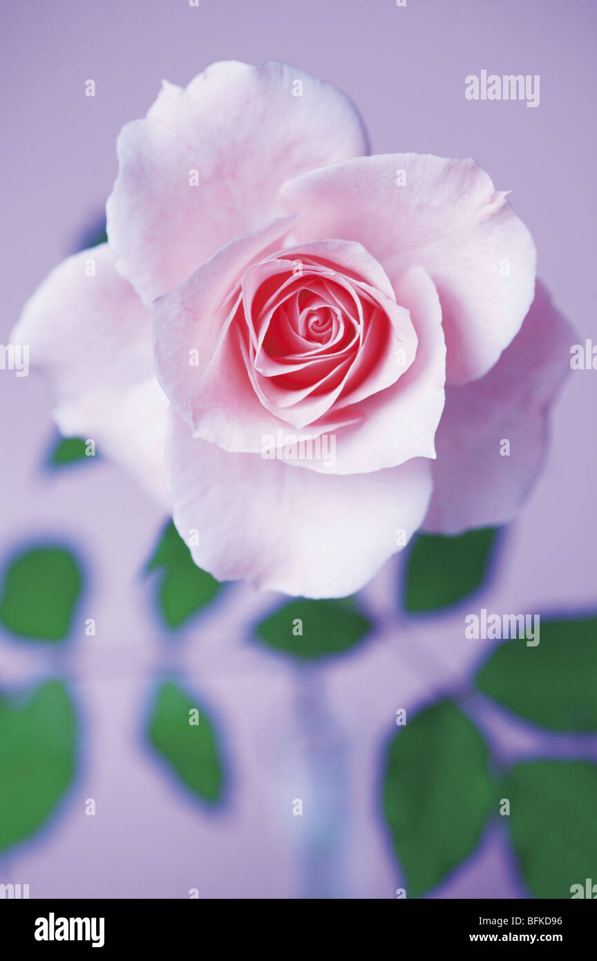 Pink rose close up Stock Photo - Alamy