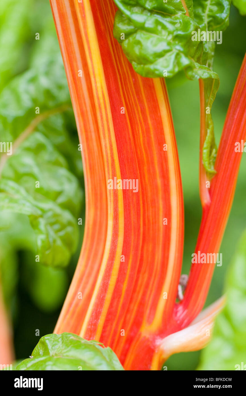 Stem Detail Of Swiss Chard Stock Photo - Alamy