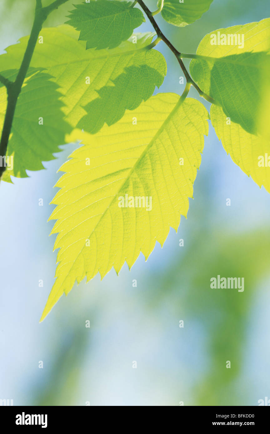 Leaves in green close up Stock Photo
