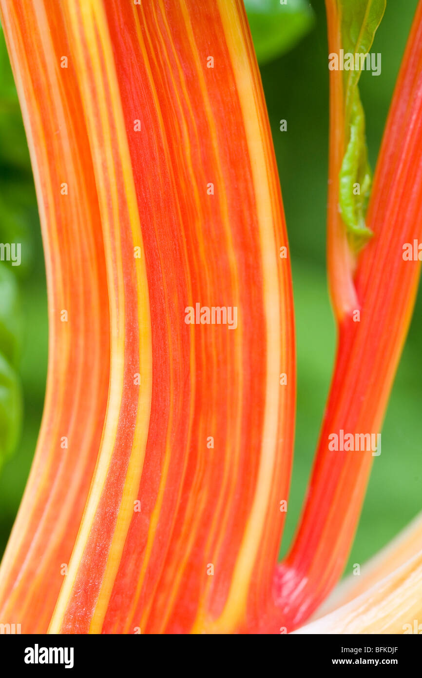 Stem Detail of Swiss Chard Stock Photo - Alamy