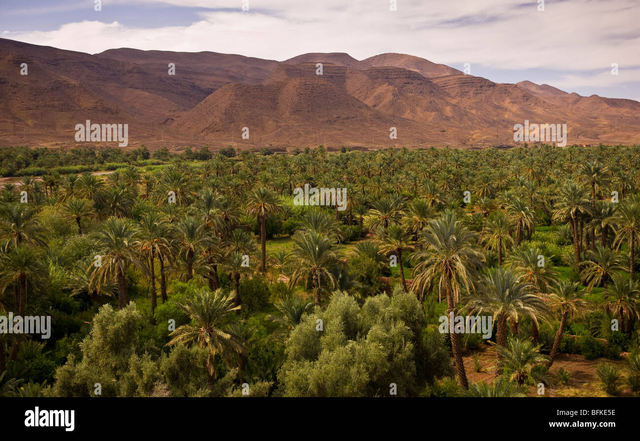 AGDZ, MOROCCO - Oasis of date palm trees at Tamnougalt kasbah, in the Atlas Mountains. Stock Photo