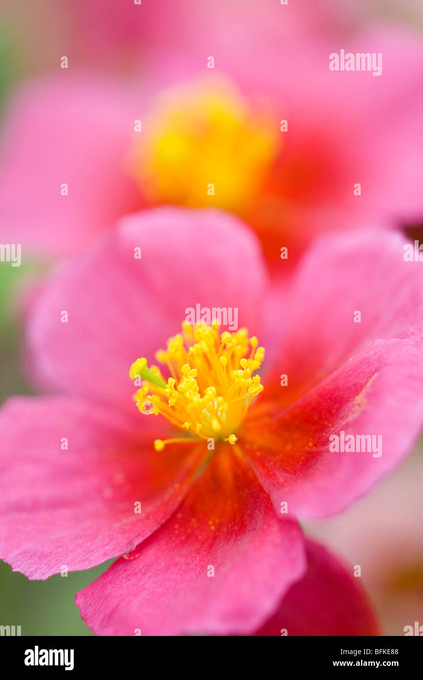 Helianthemum Flower Stock Photo