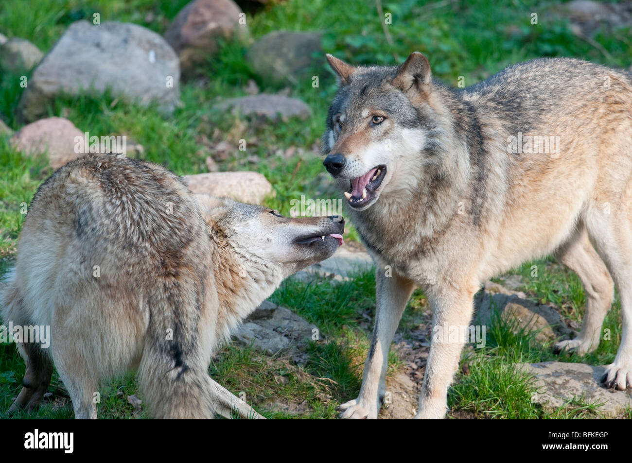 Europäischer Wolf - (Canis lupus) - European wolf Stock Photo