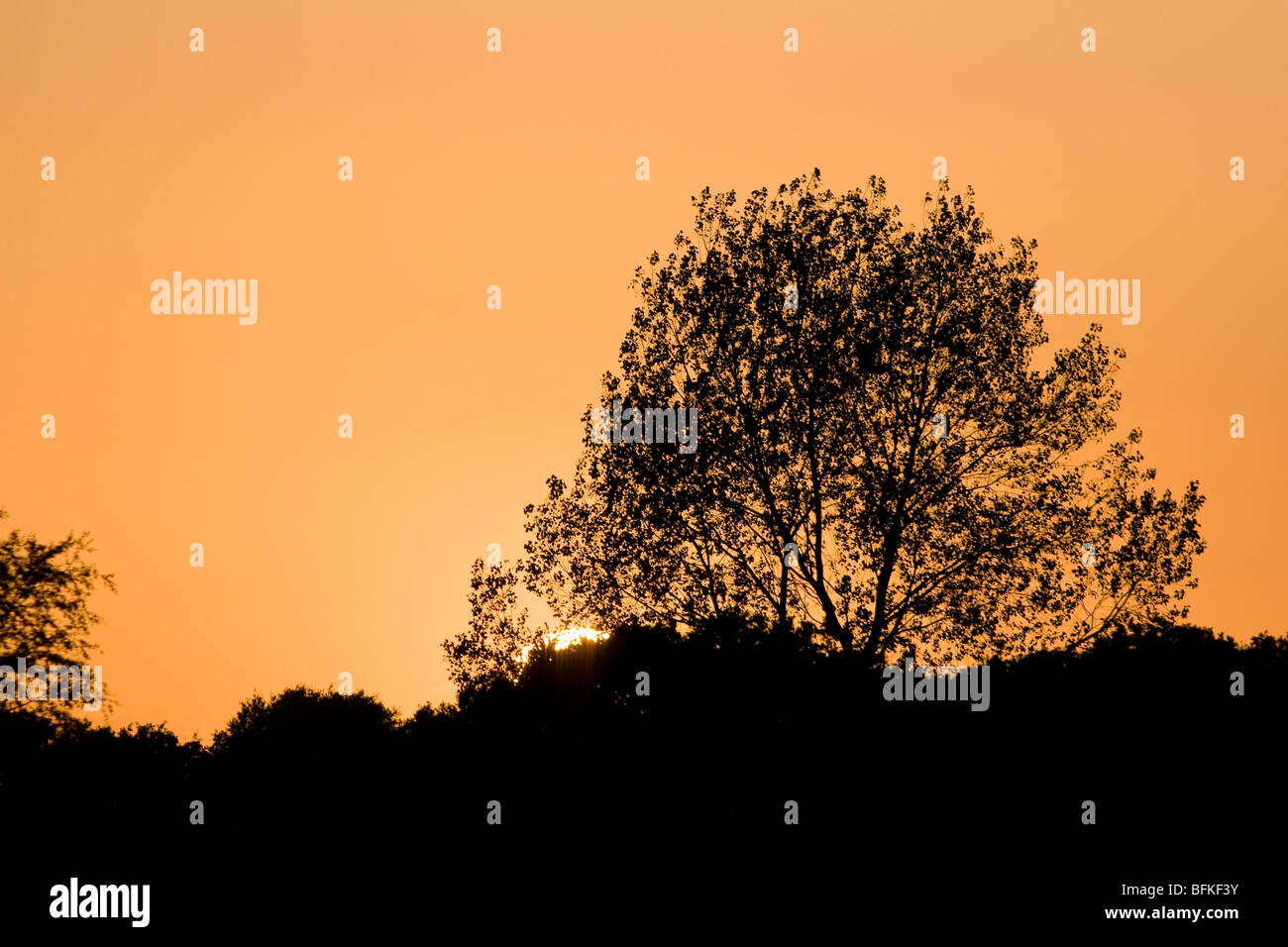 Silhouette of Trees at Sunset Stock Photo - Alamy
