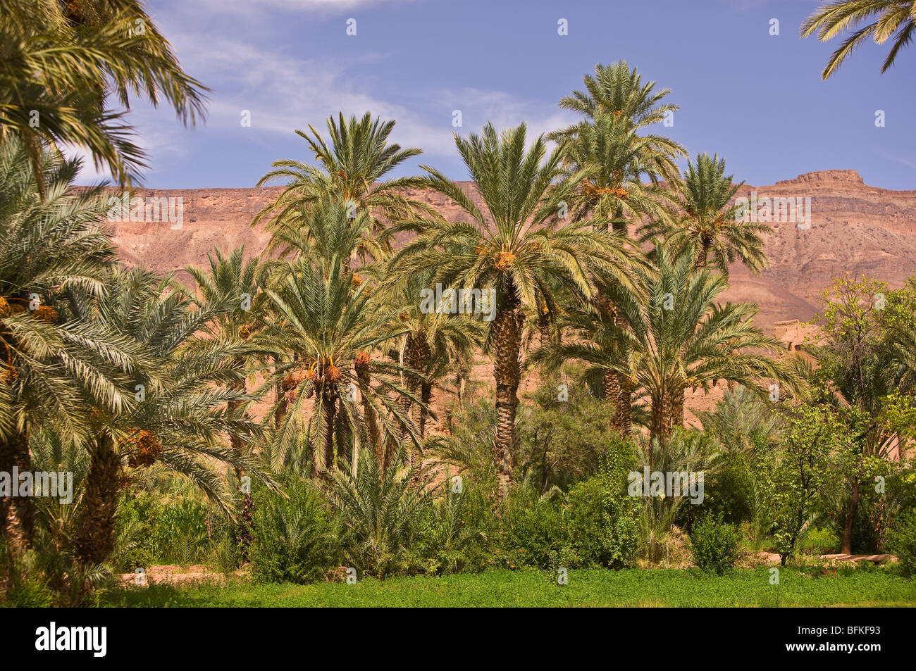 AGDZ, MOROCCO Palm trees at Tamnougalt kasbah, in the Atlas Mountains