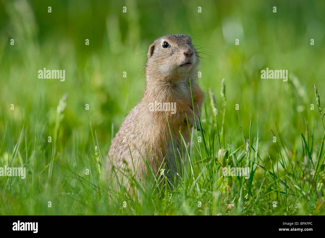 Europ isches Ziesel Spermophilus Citellus European Ground Squirrel 